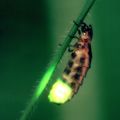 Cirambula.jpg